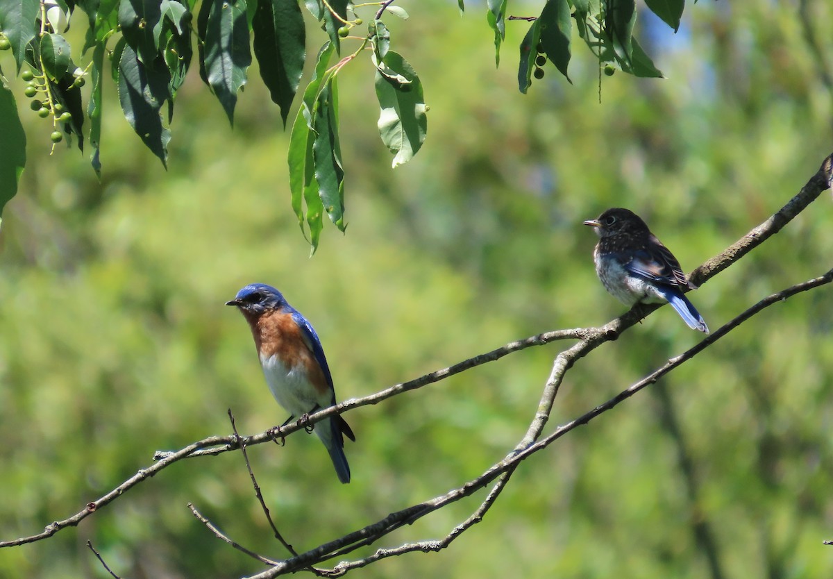 Eastern Bluebird - ML620209667