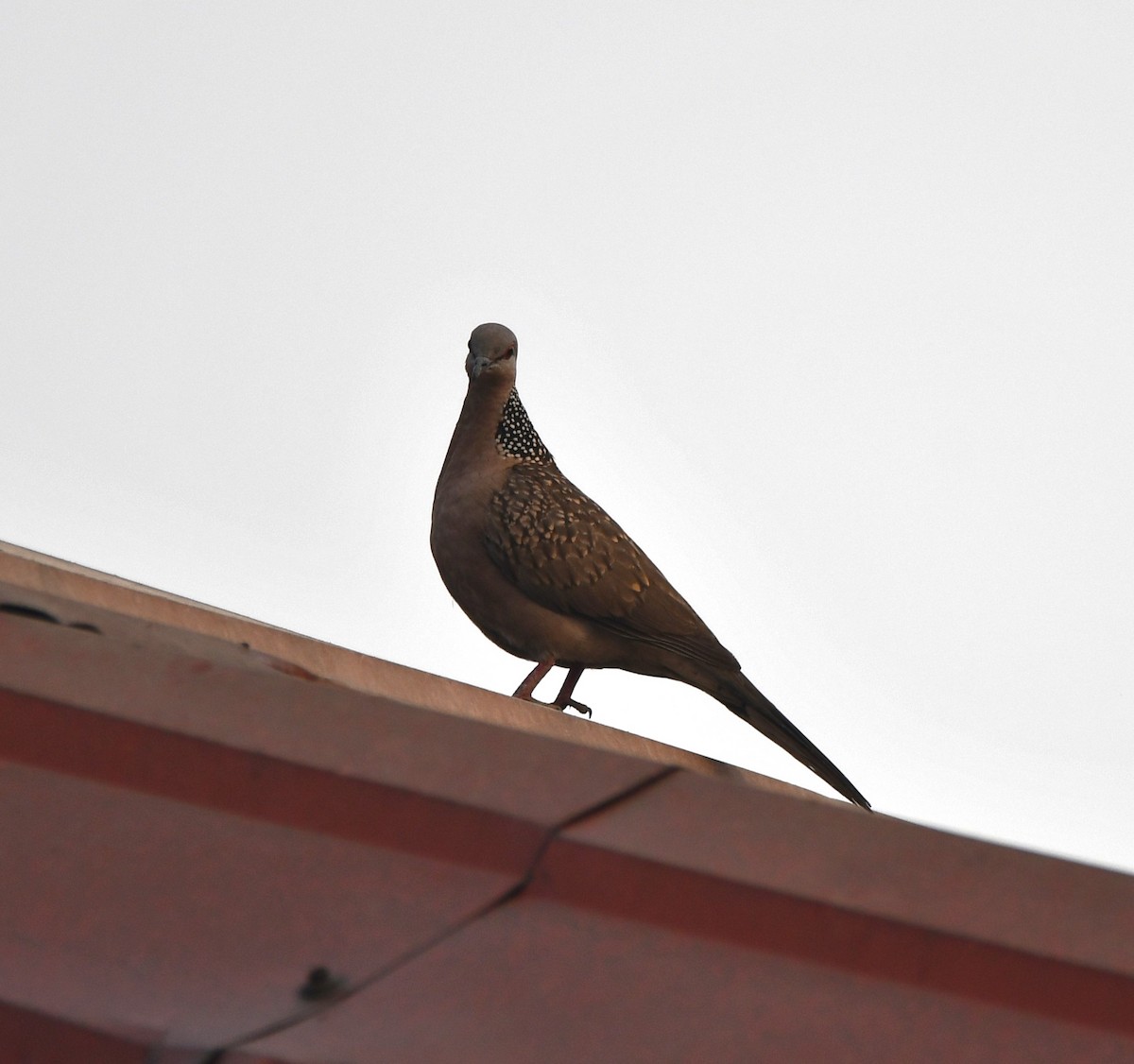 Spotted Dove - ML620209668