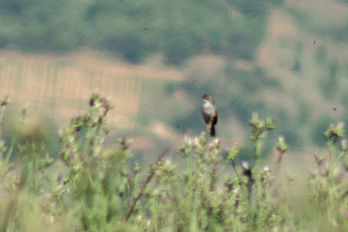 Greater Whitethroat - ML620209671