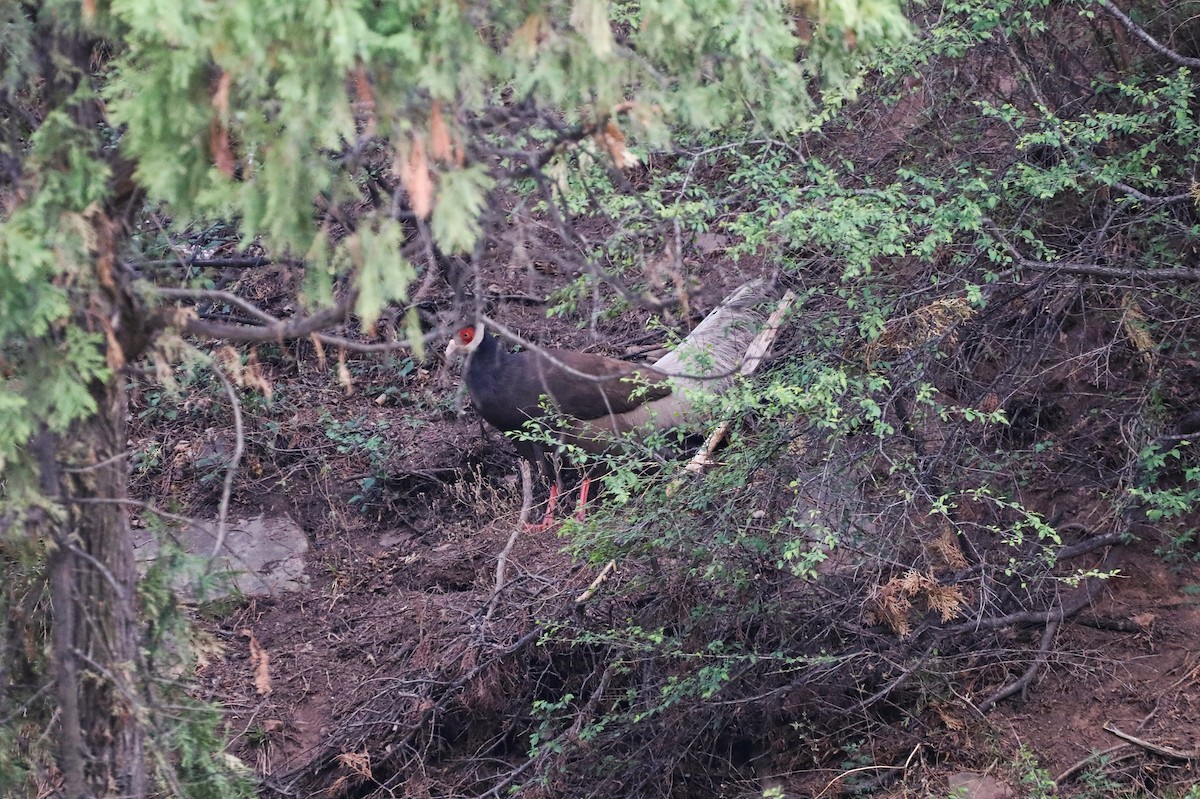 Brown Eared-Pheasant - ML620209673