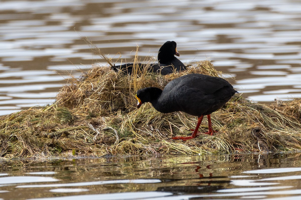 Giant Coot - ML620209682