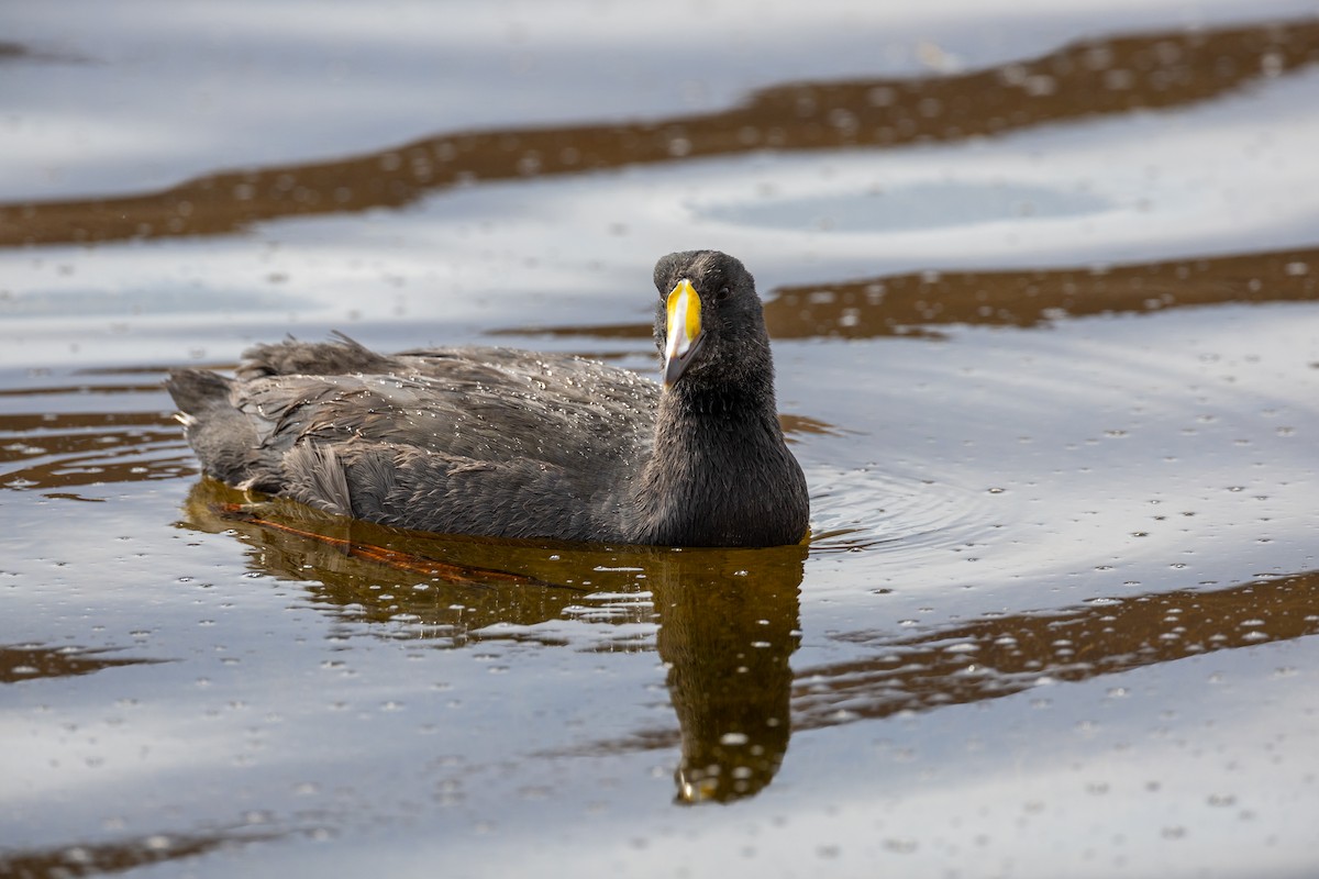 Giant Coot - ML620209683