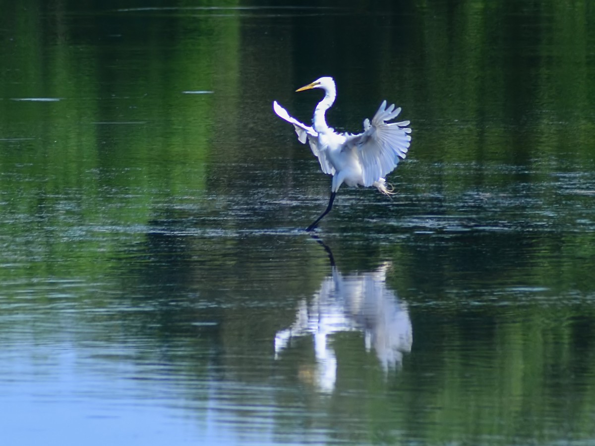 Great Egret - ML620209685