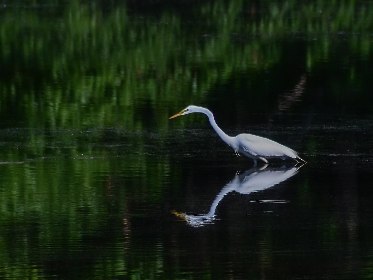 Great Egret - ML620209687