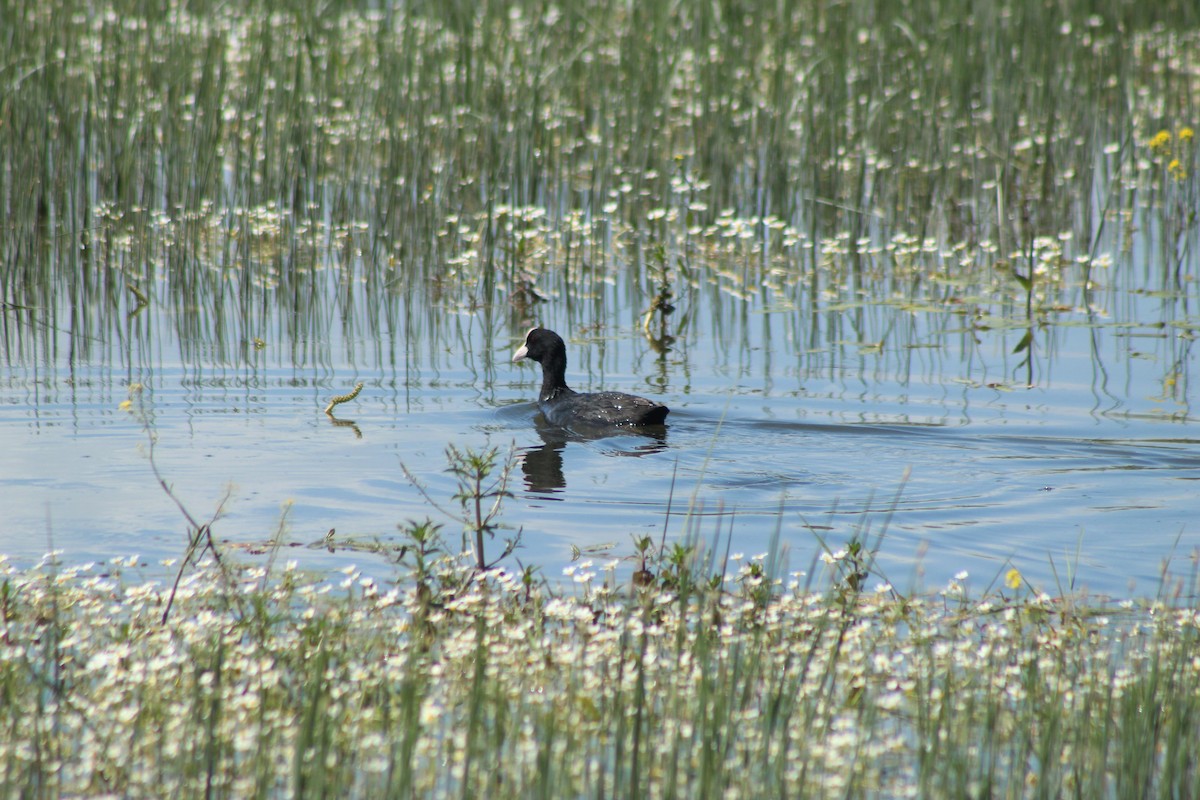 Eurasian Coot - ML620209690