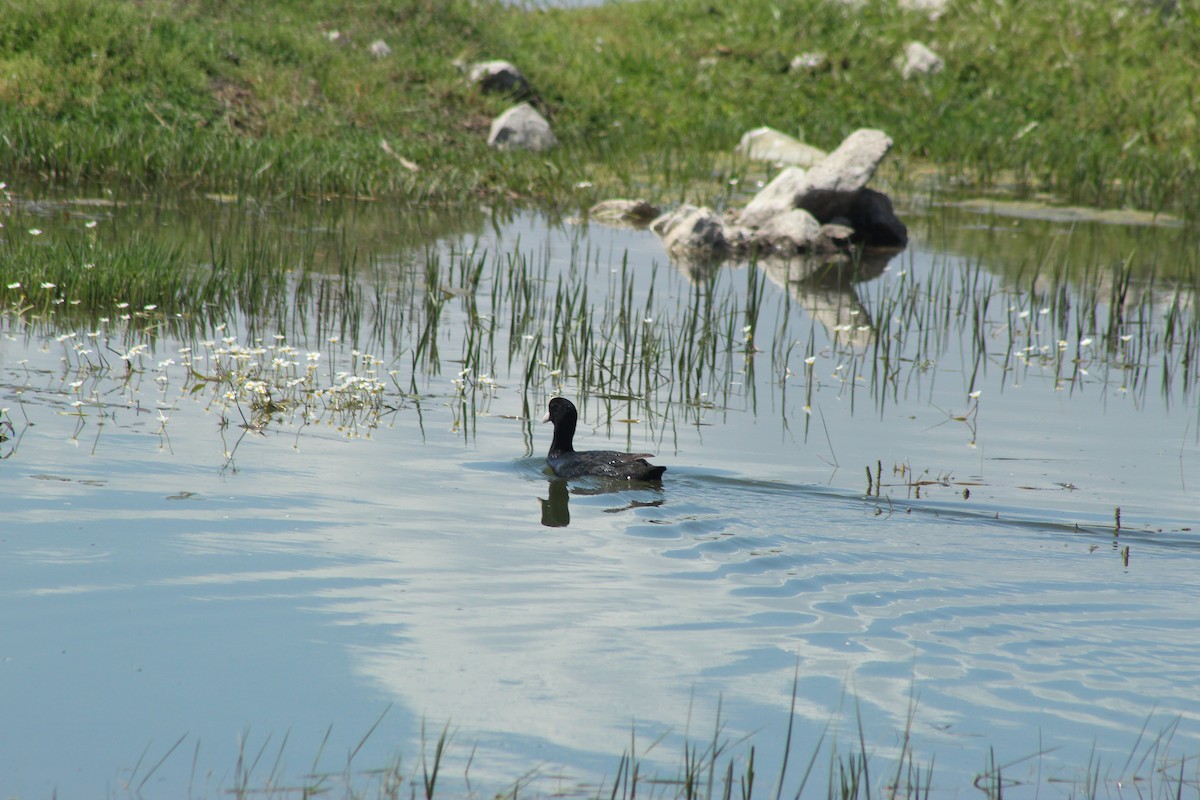 Eurasian Coot - ML620209691