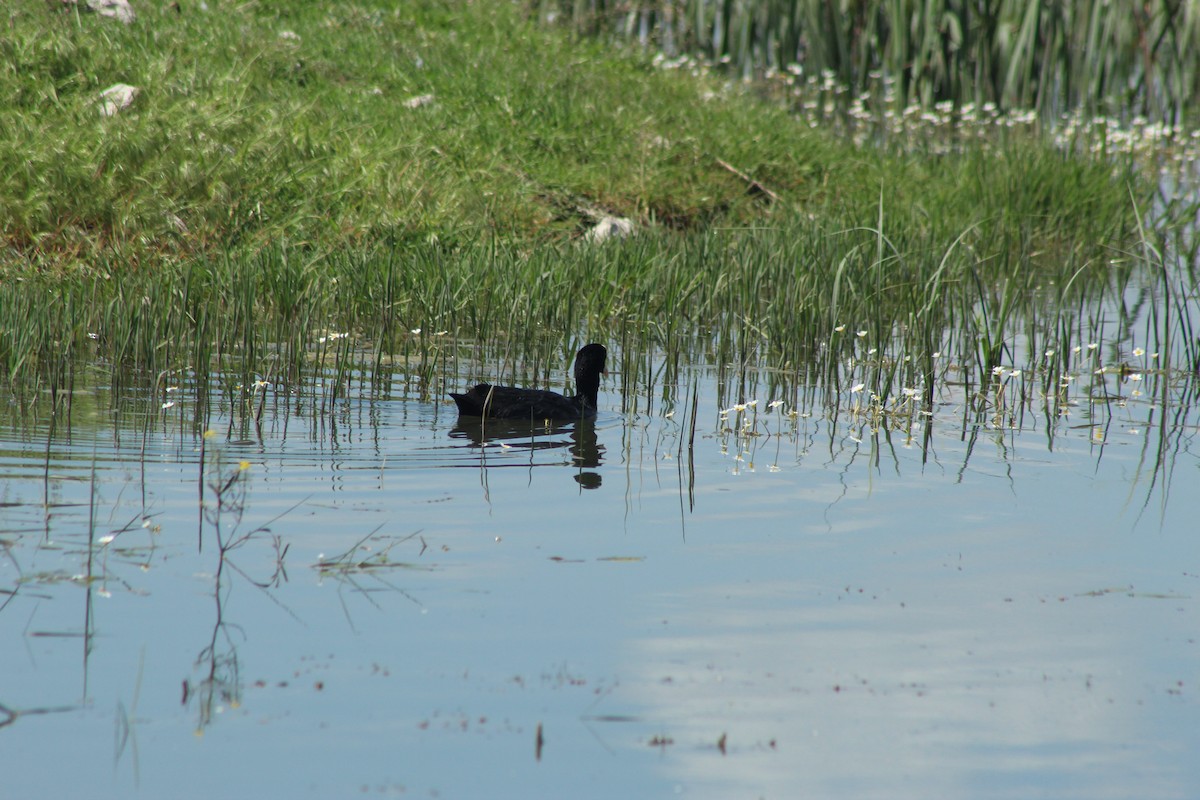 Eurasian Coot - ML620209692