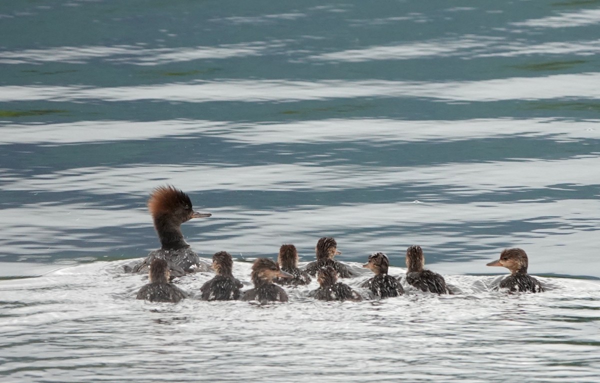 Hooded Merganser - ML620209695