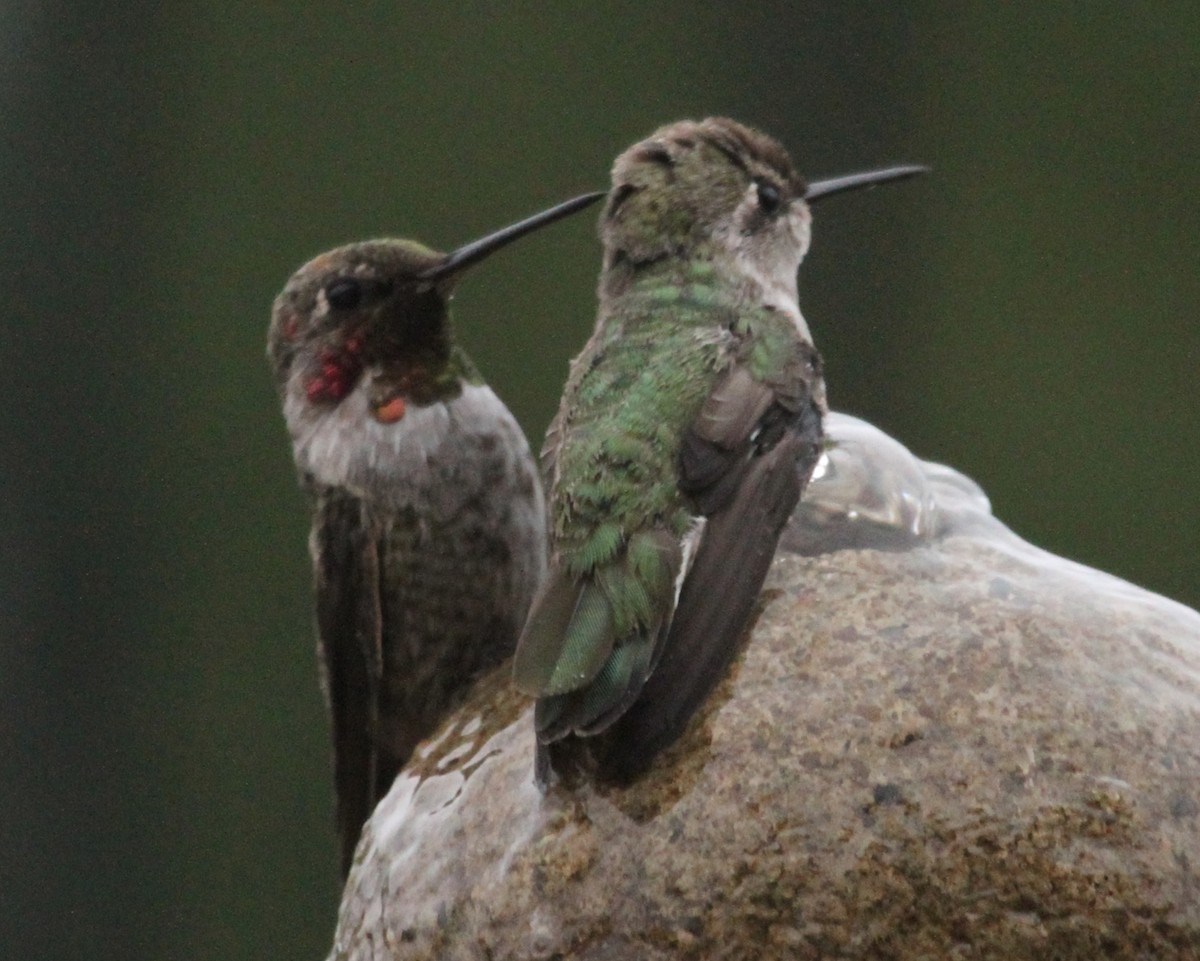 hummingbird sp. - ML620209709