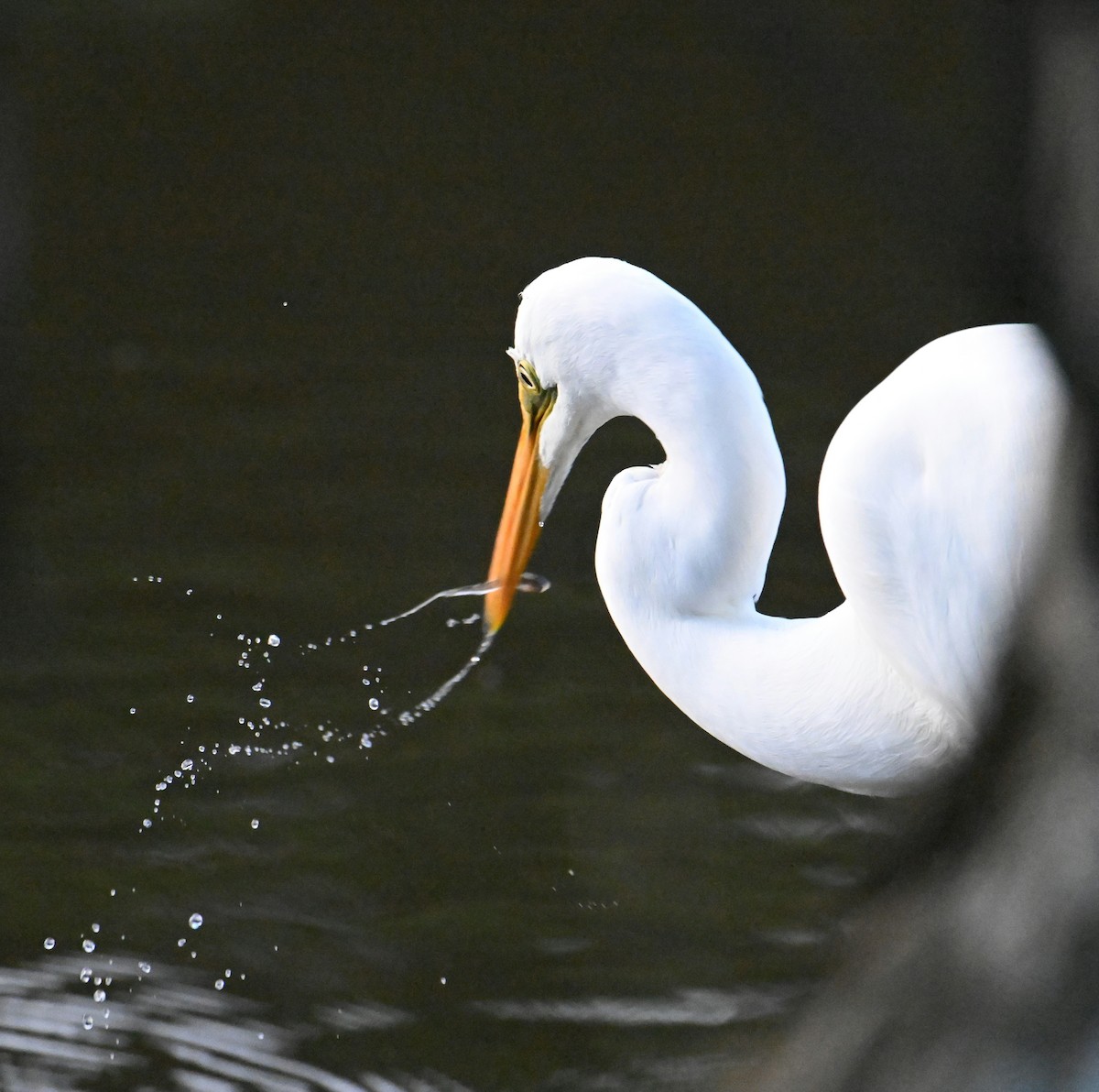 Great Egret - ML620209713