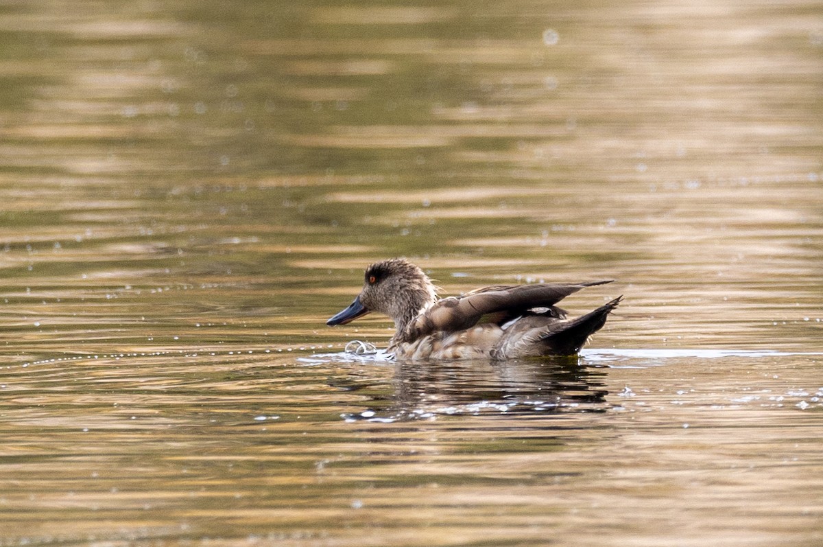 Crested Duck - ML620209714