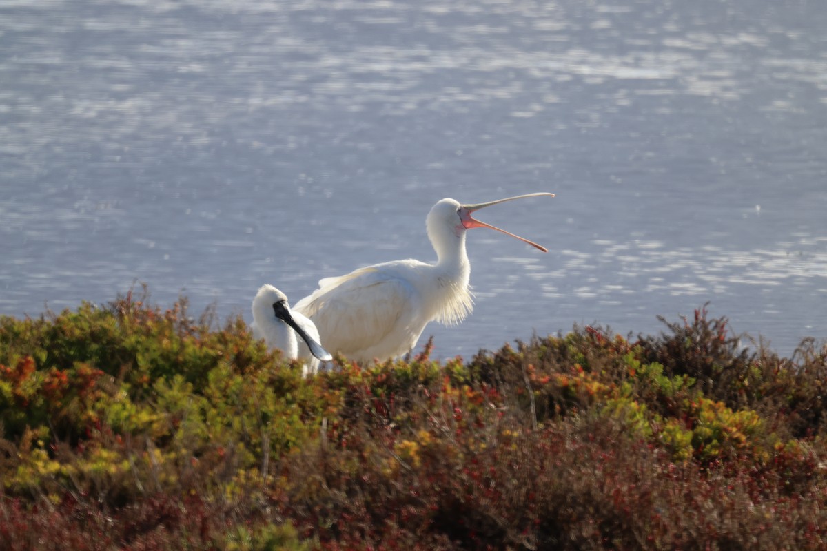 Yellow-billed Spoonbill - ML620209718