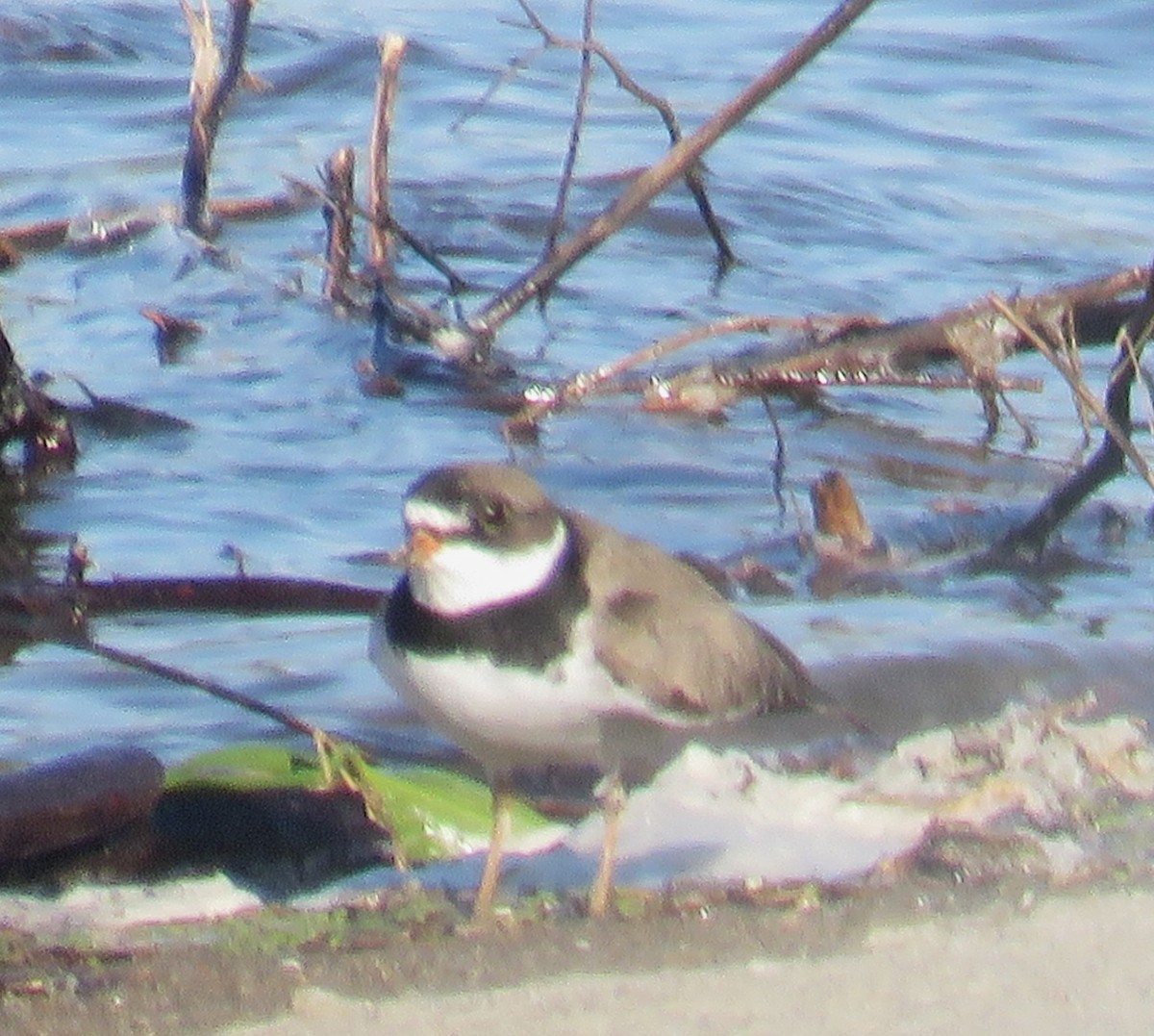 Semipalmated Plover - ML620209722