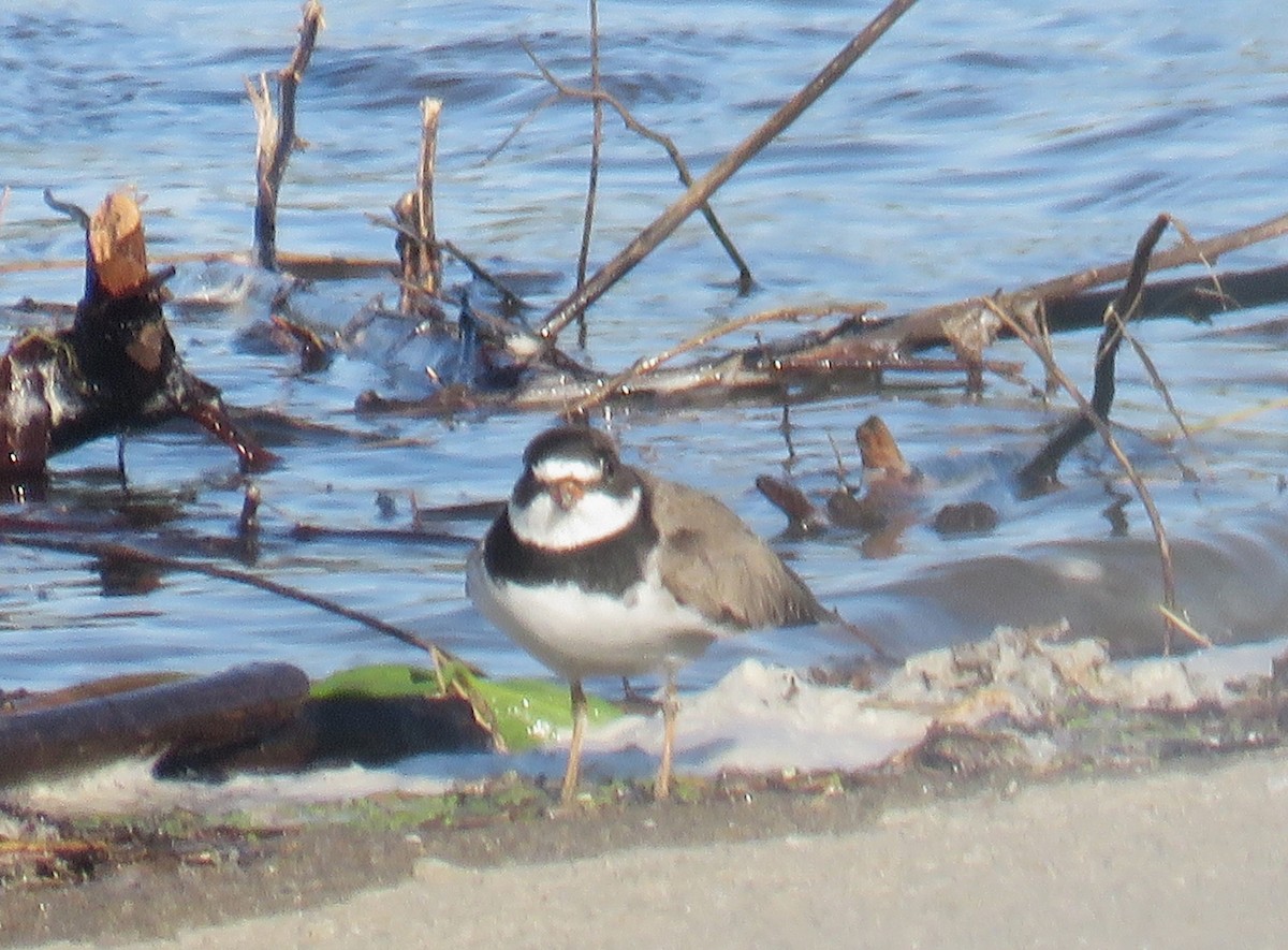 Semipalmated Plover - ML620209724