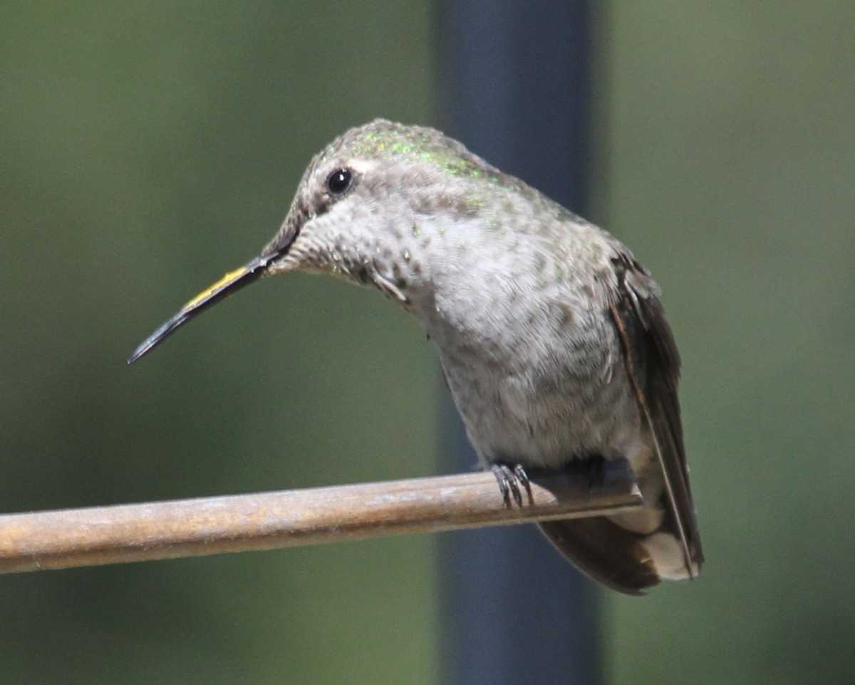 hummingbird sp. - ML620209738