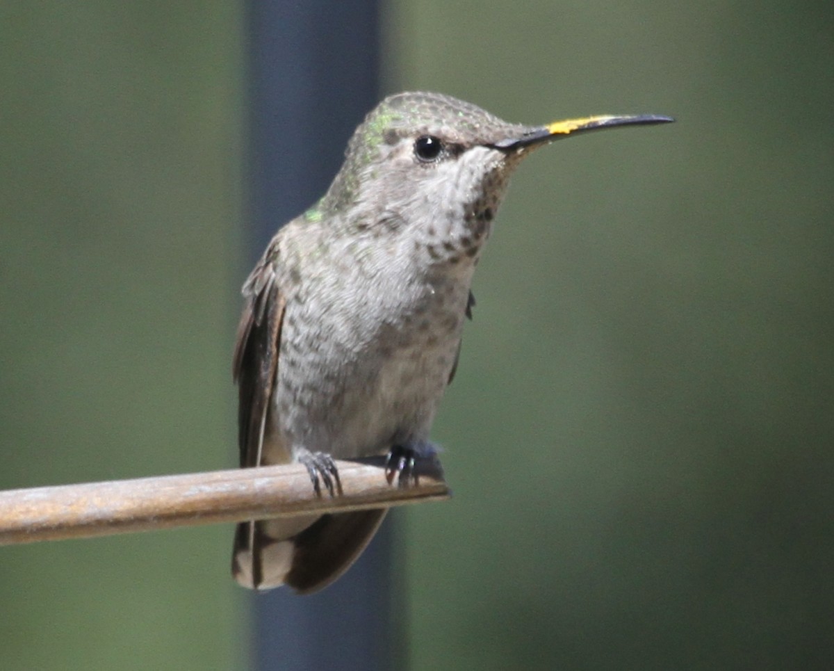 hummingbird sp. - ML620209739