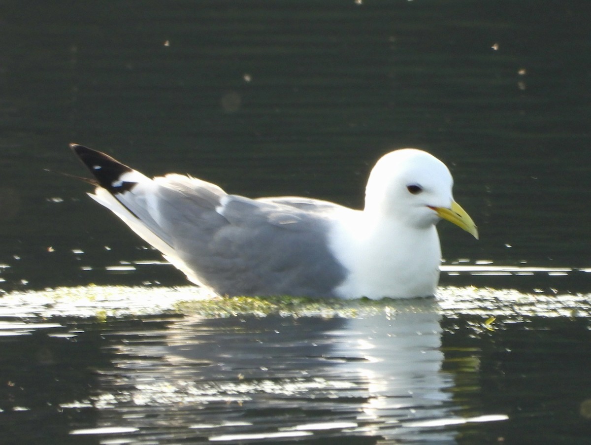 Black-legged Kittiwake - ML620209747