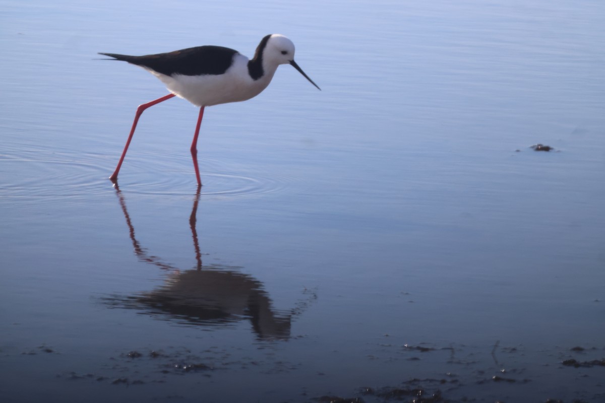 Pied Stilt - ML620209749