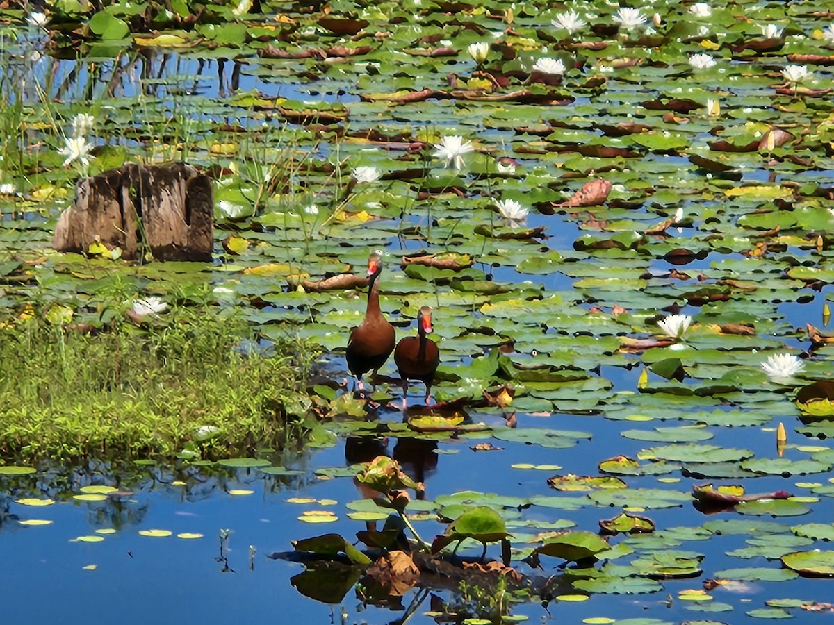 Black-bellied Whistling-Duck - ML620209755