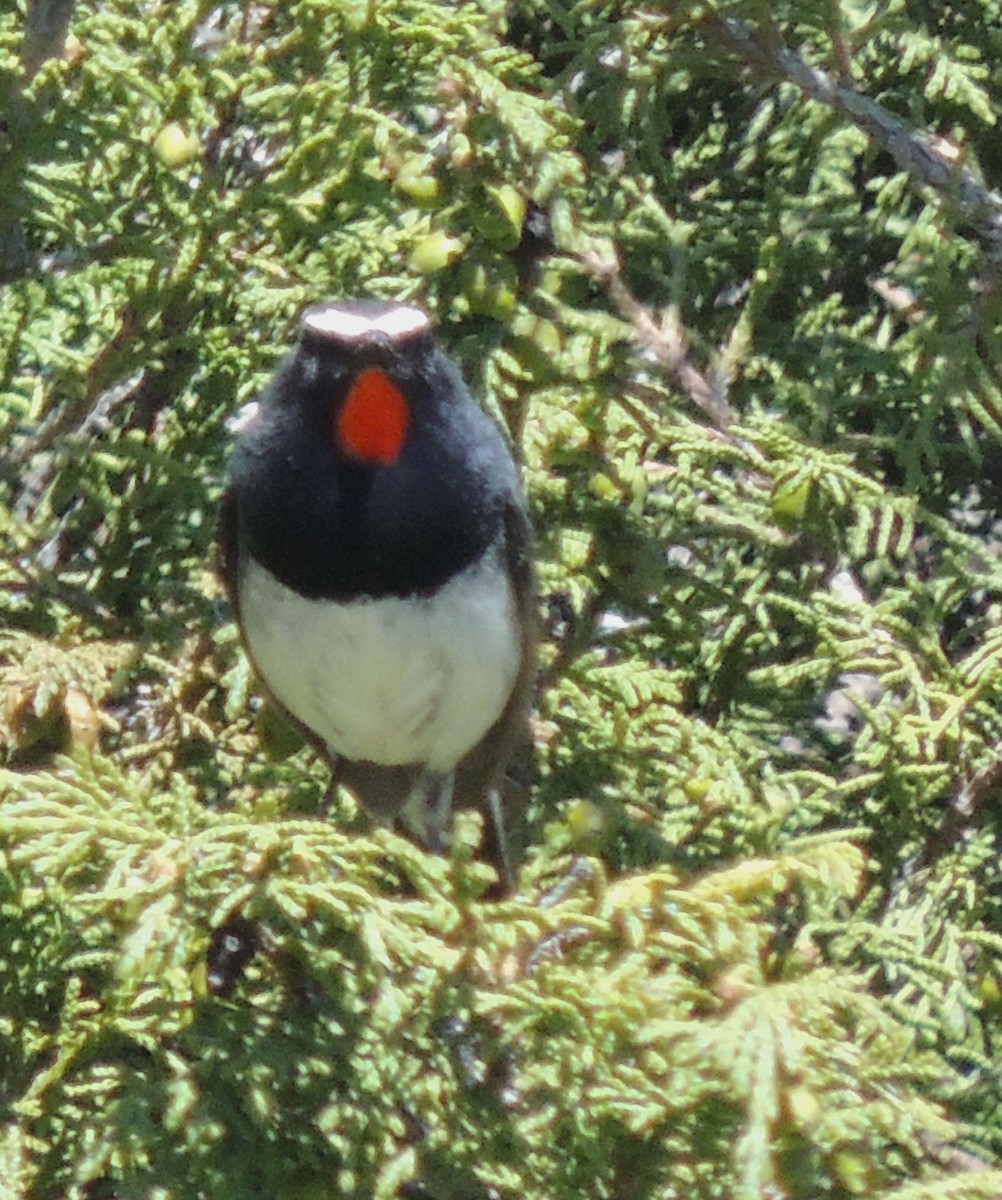 Himalayan Rubythroat - ML620209758