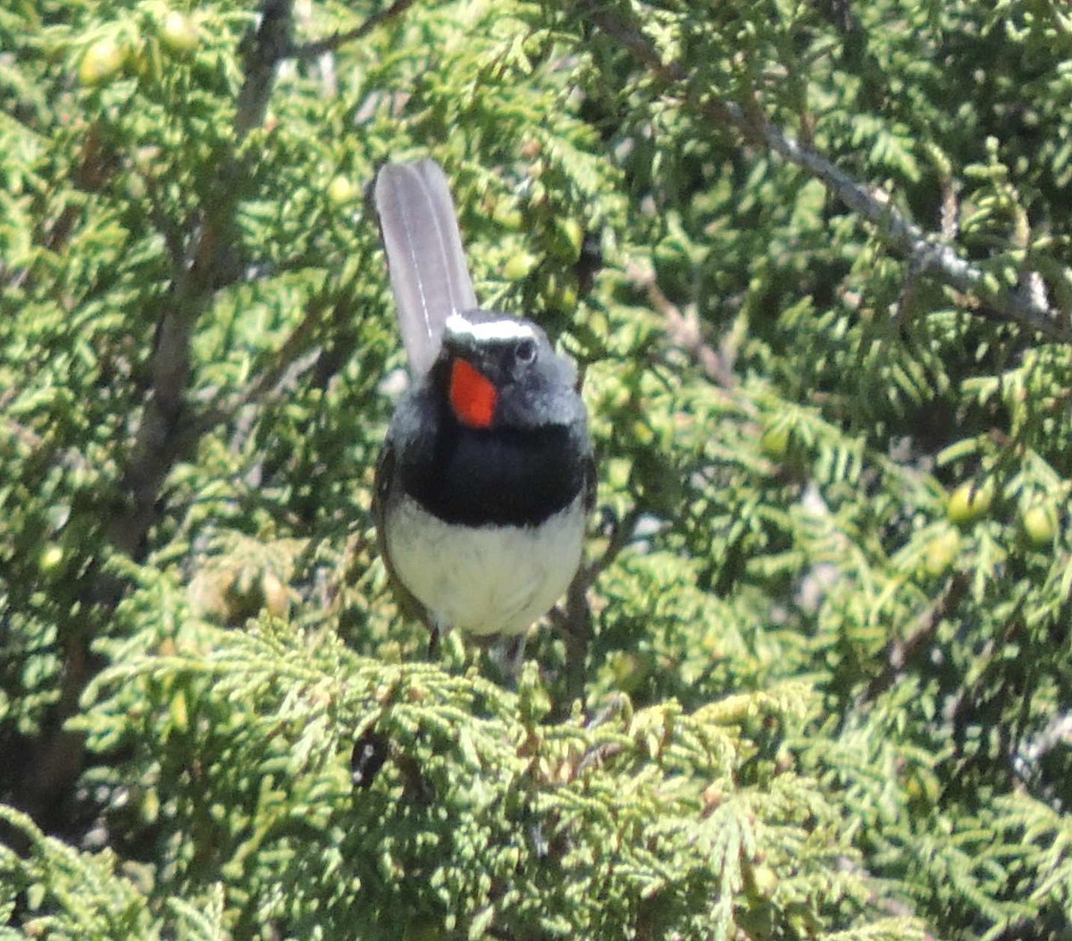 Himalayan Rubythroat - ML620209759