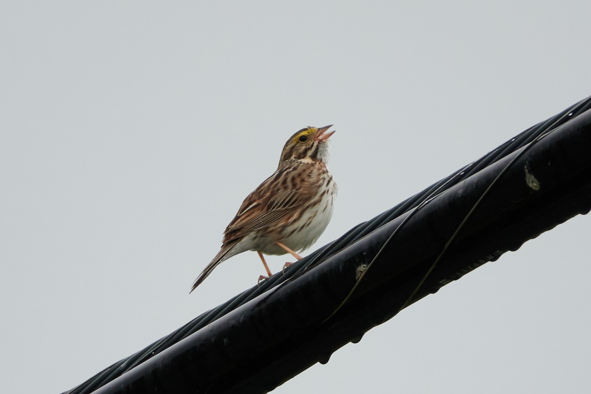Savannah Sparrow - ML620209770