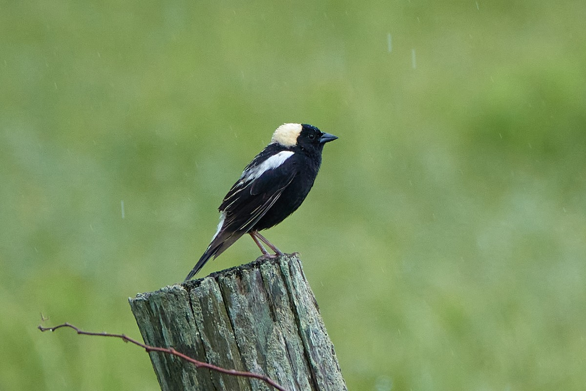 bobolink americký - ML620209779