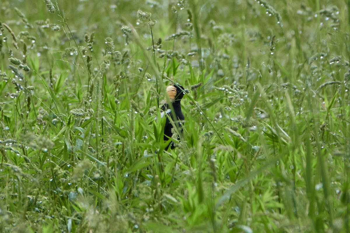 bobolink americký - ML620209780