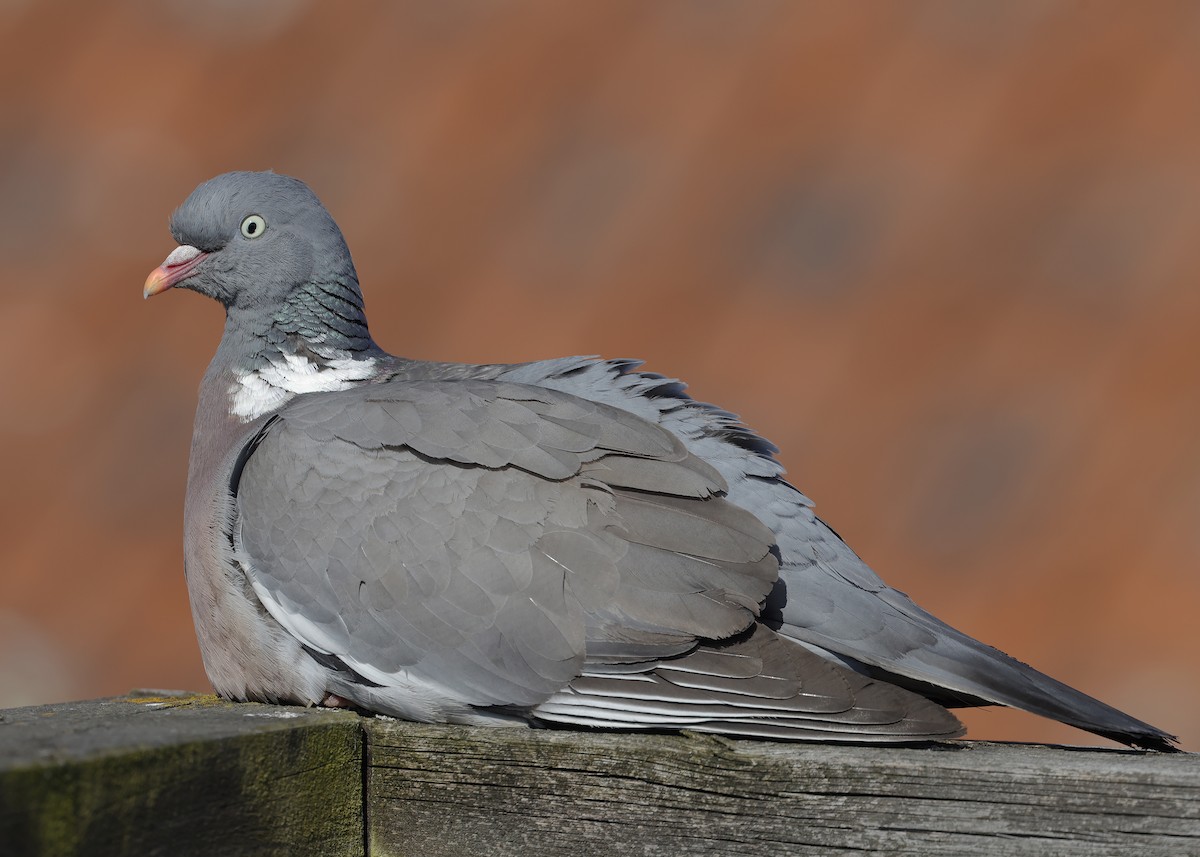 Common Wood-Pigeon - ML620209791