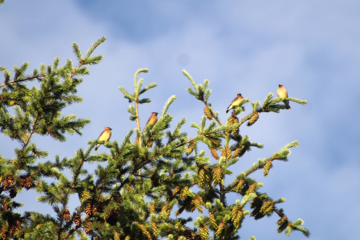 Cedar Waxwing - ML620209798