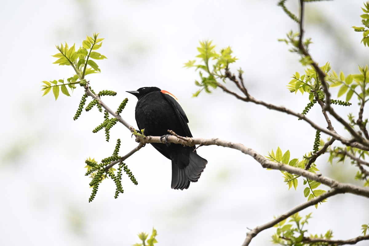 Red-winged Blackbird - ML620209803