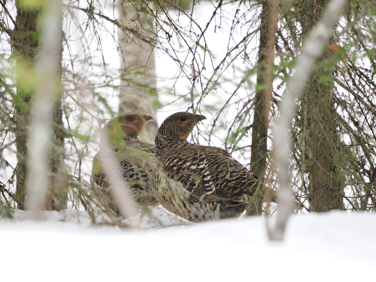 Western Capercaillie - ML620209812