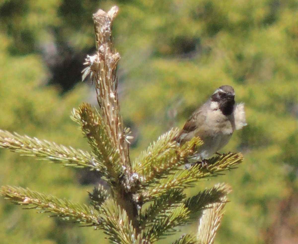 Black-throated Accentor - ML620209817