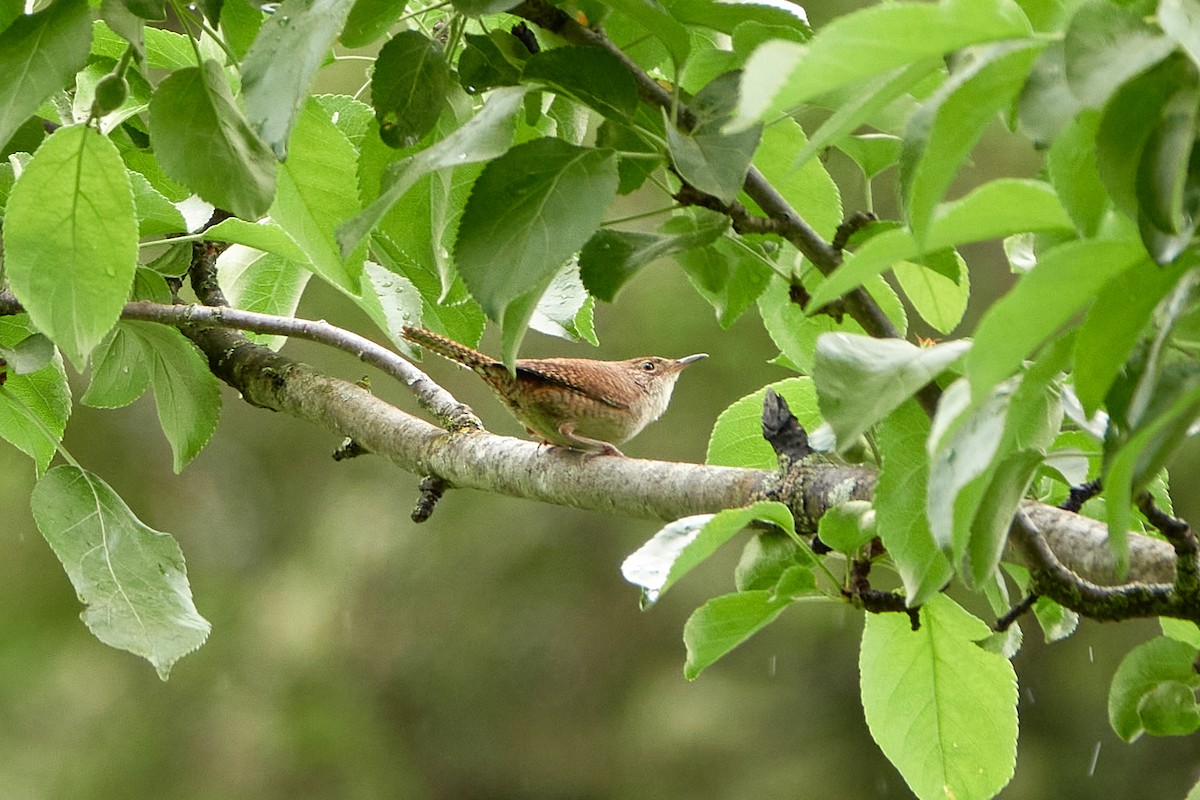 Chochín Criollo - ML620209819