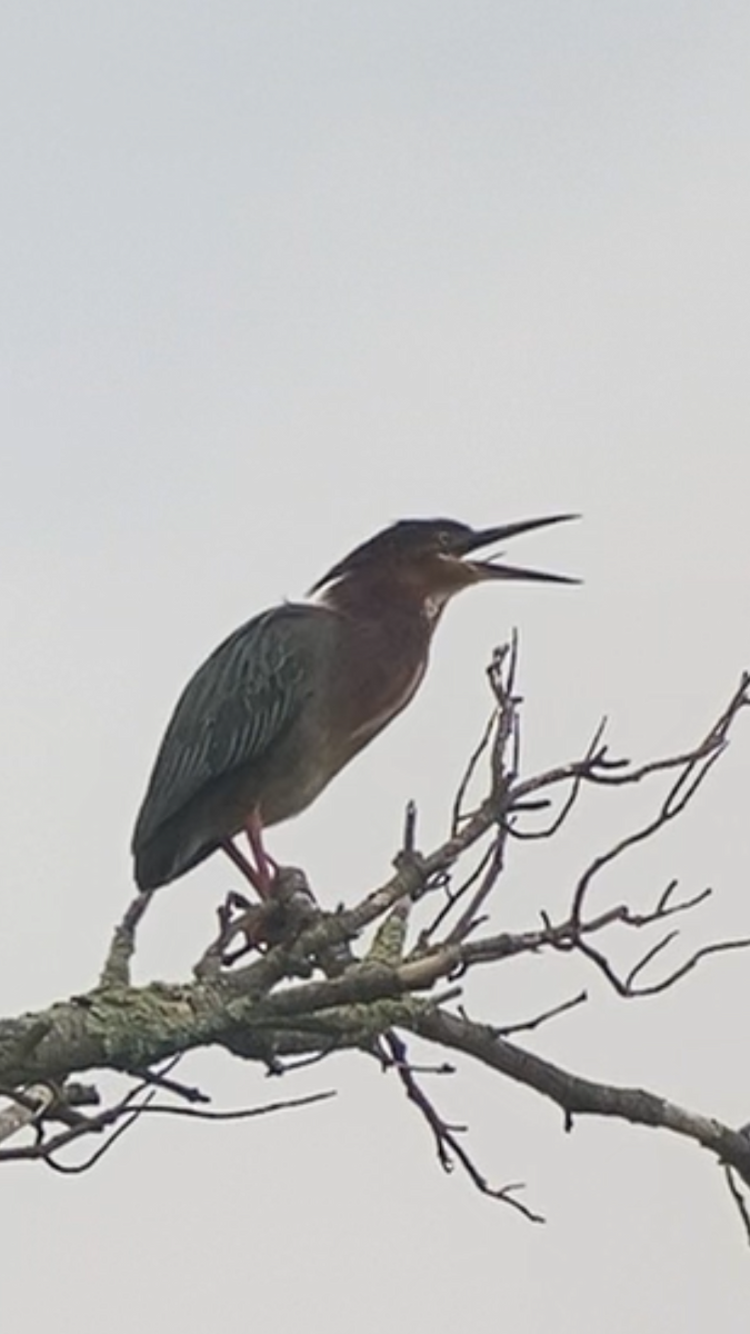 Green Heron - ML620209851