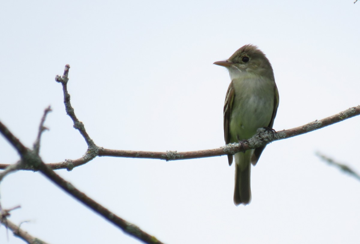 Acadian Flycatcher - ML620209870