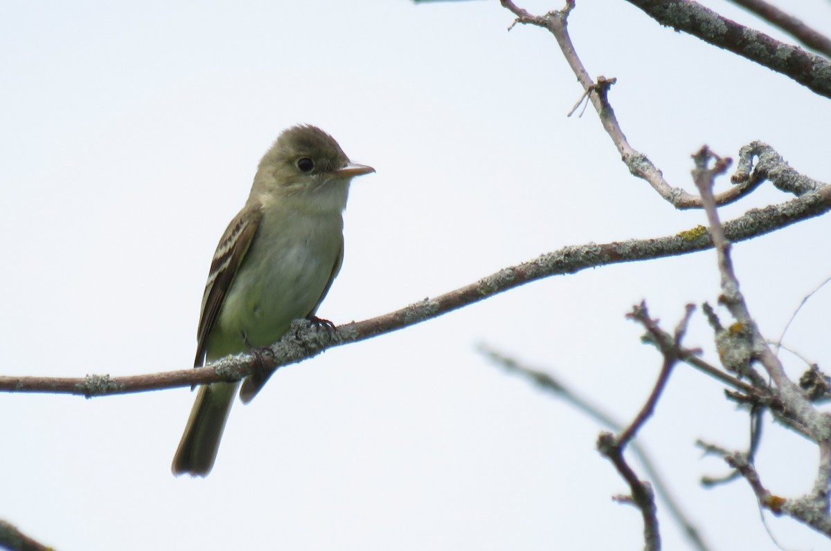 Acadian Flycatcher - ML620209872