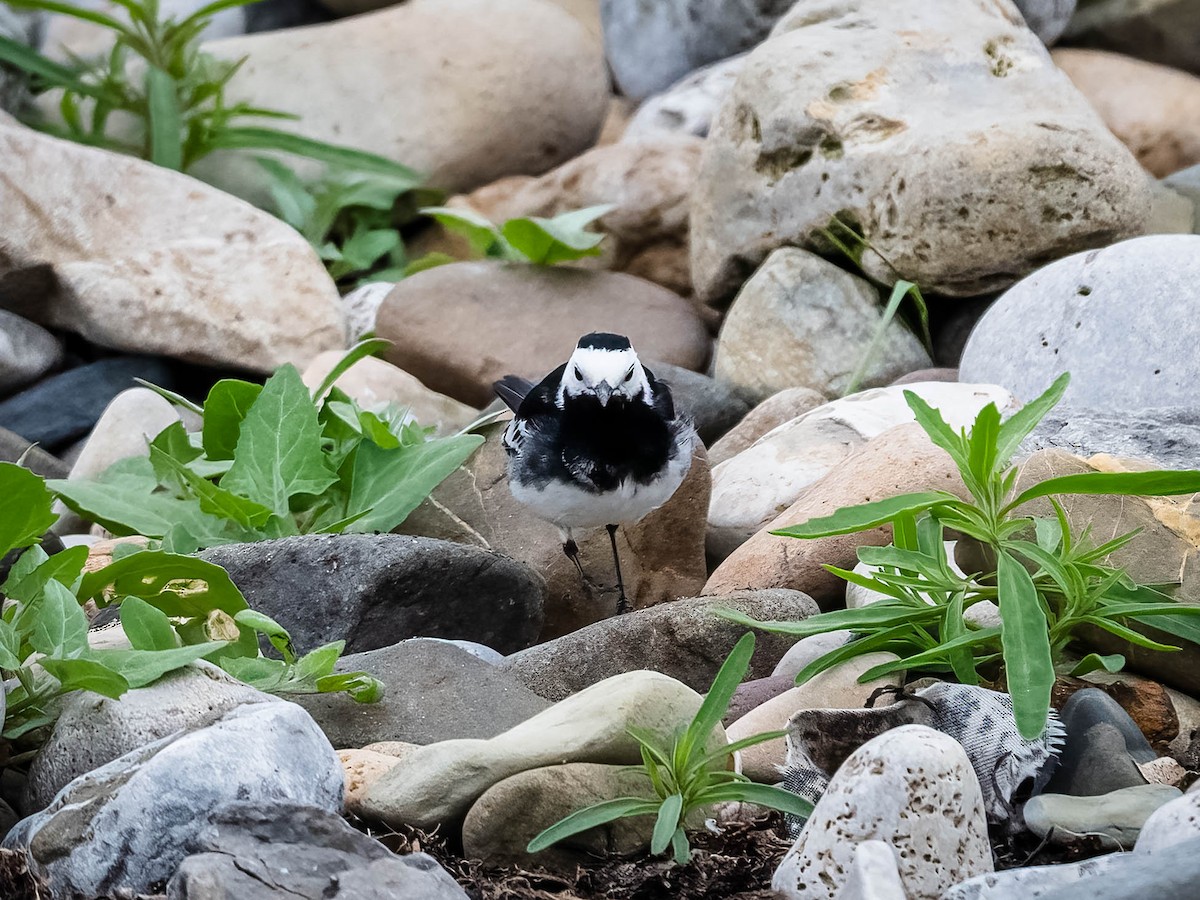 White Wagtail (British) - ML620209874