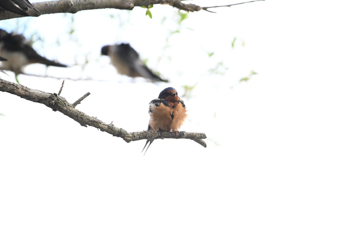 Barn Swallow - ML620209880