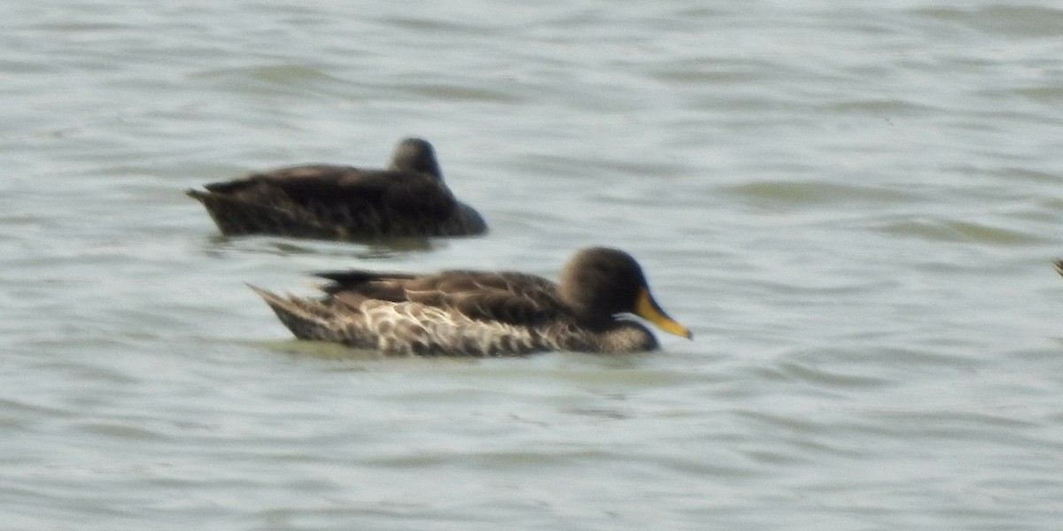 Canard à bec jaune - ML620209884