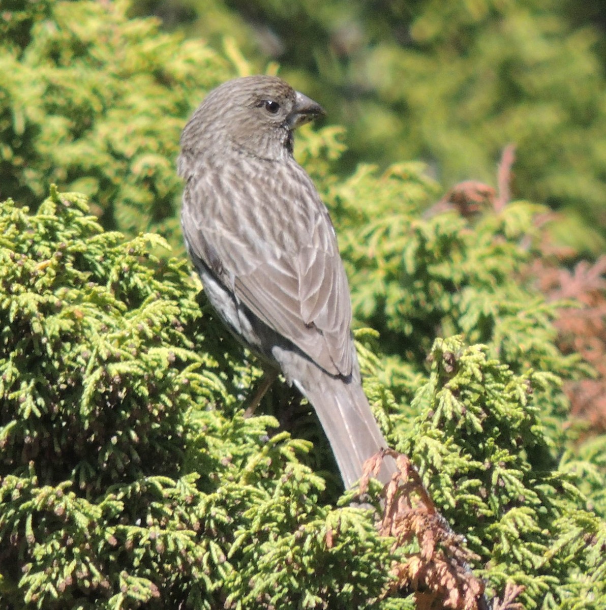 Red-mantled Rosefinch - ML620209889