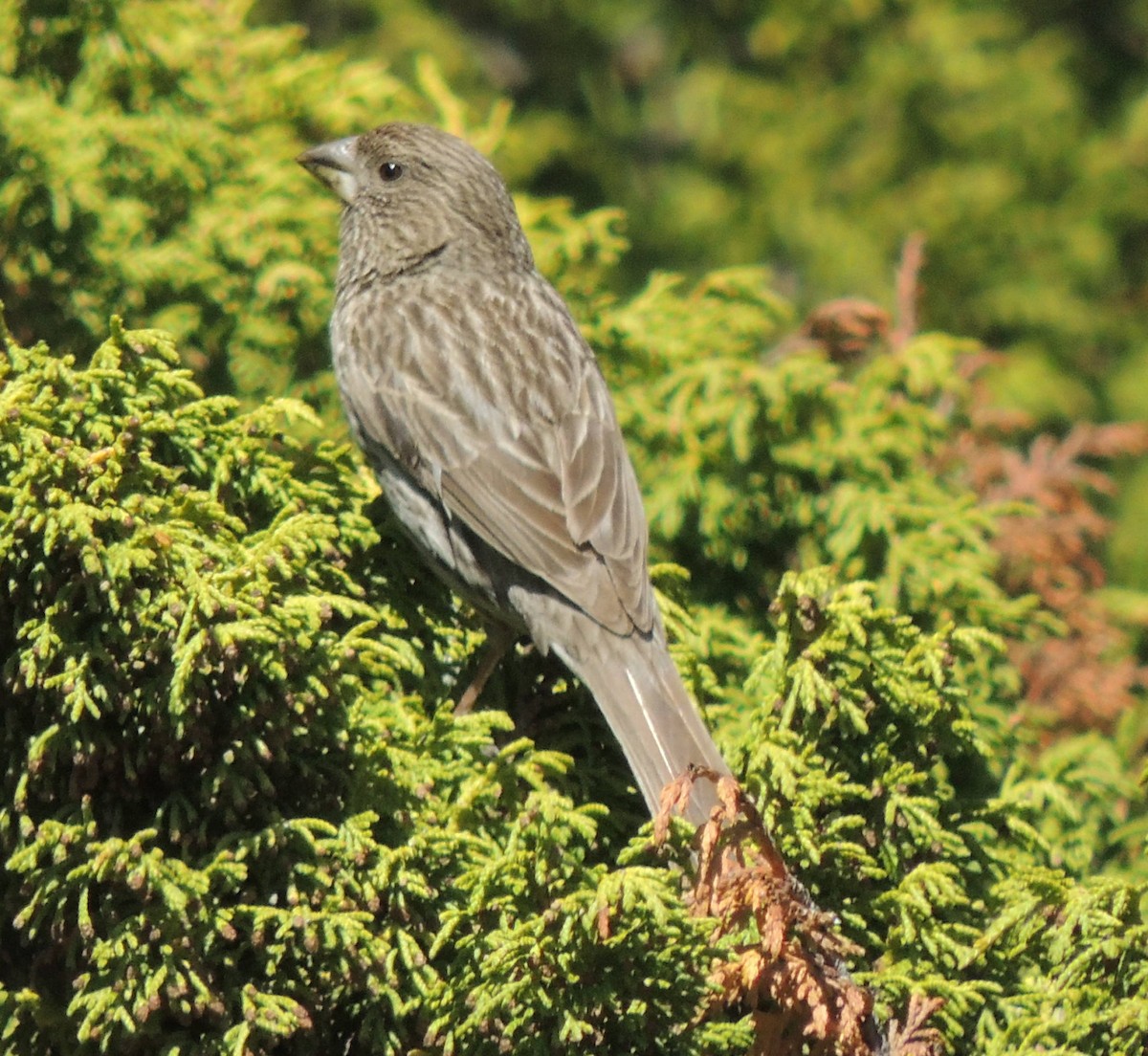 Red-mantled Rosefinch - ML620209890