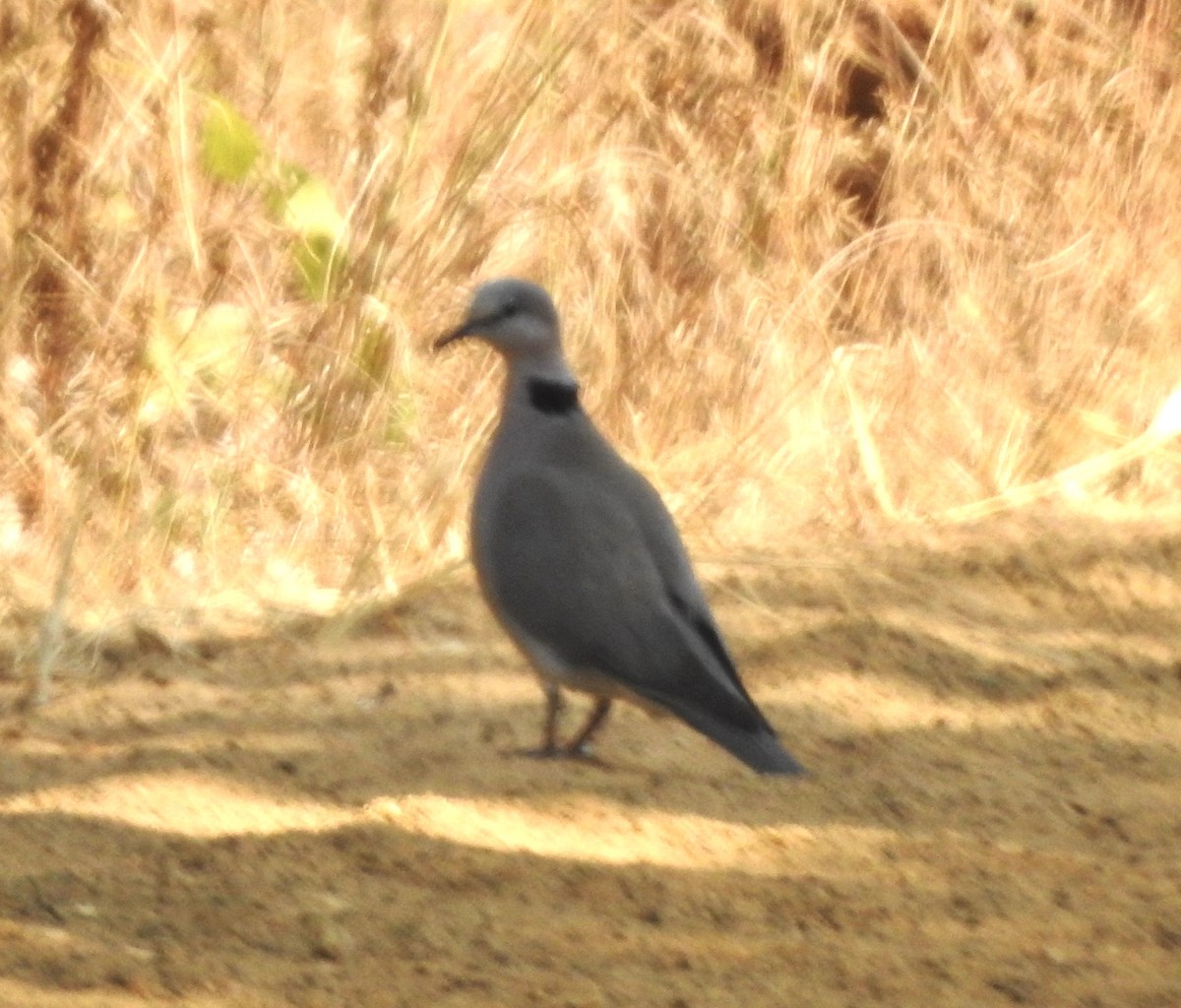 Ring-necked Dove - Candy Giles