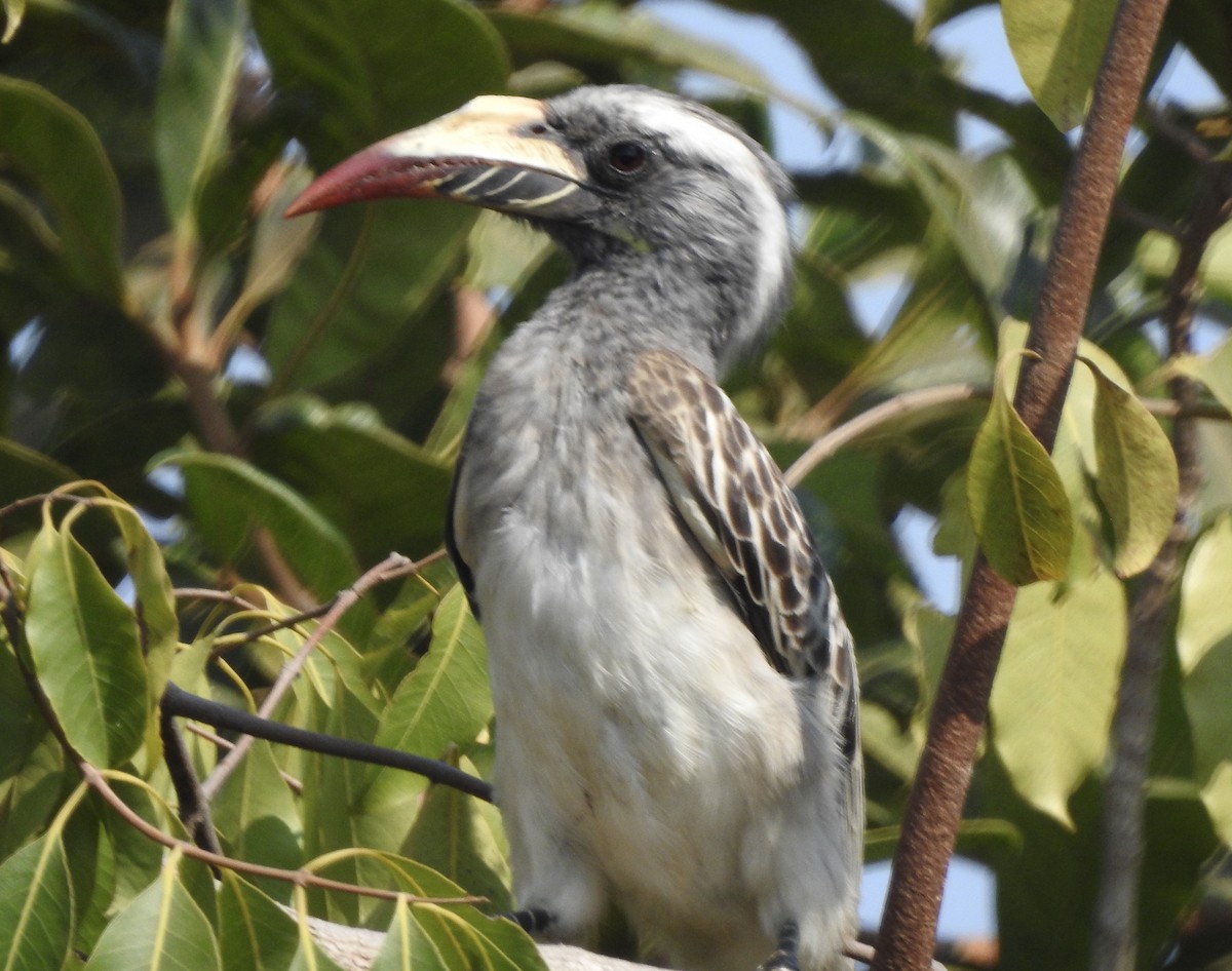 African Gray Hornbill - ML620209899