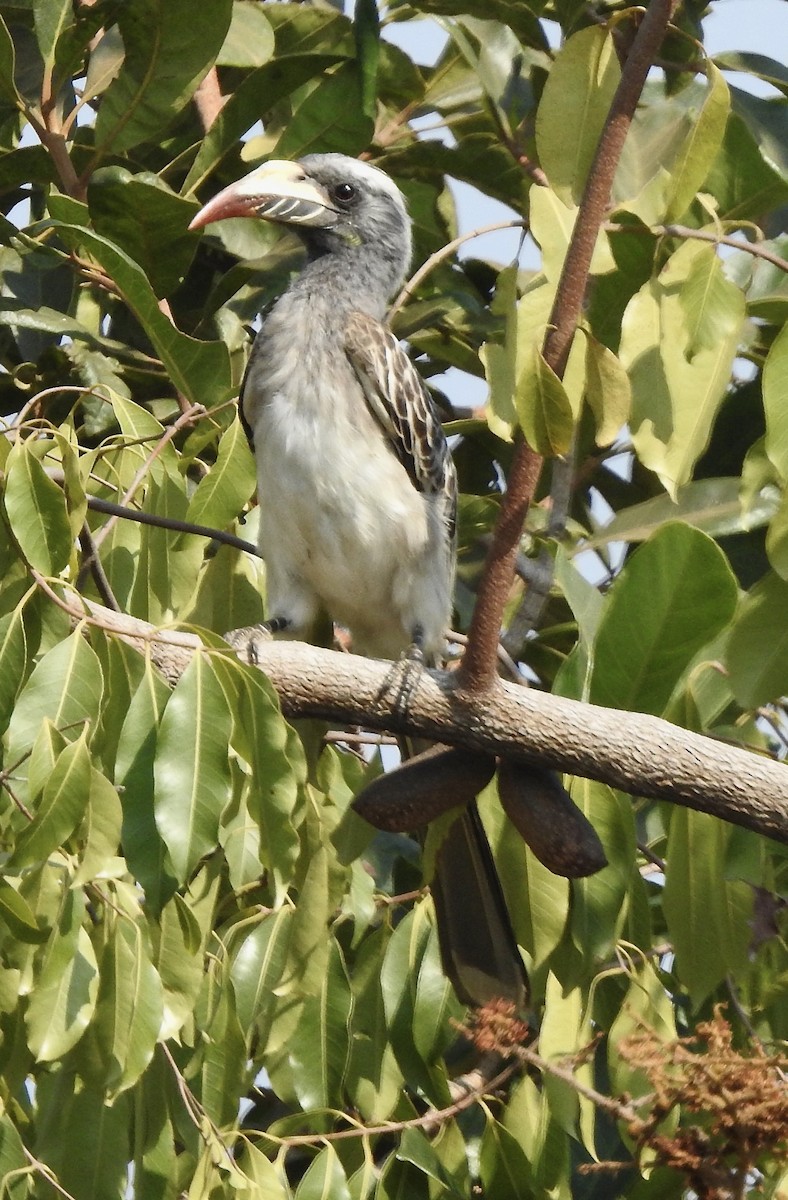 African Gray Hornbill - ML620209900