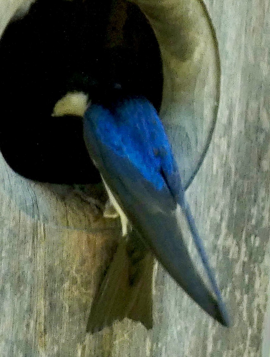 Tree Swallow - ML620209905