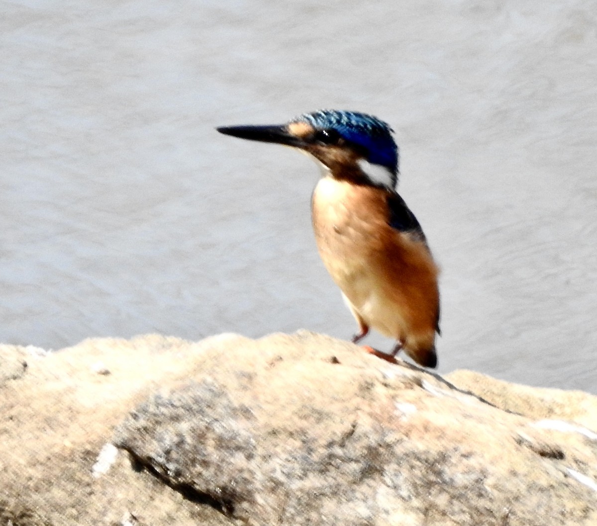 Malachite Kingfisher - ML620209908