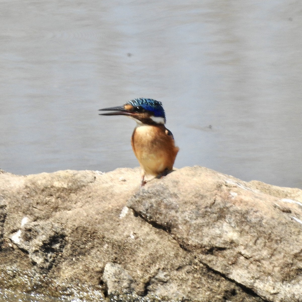 Malachite Kingfisher - ML620209909