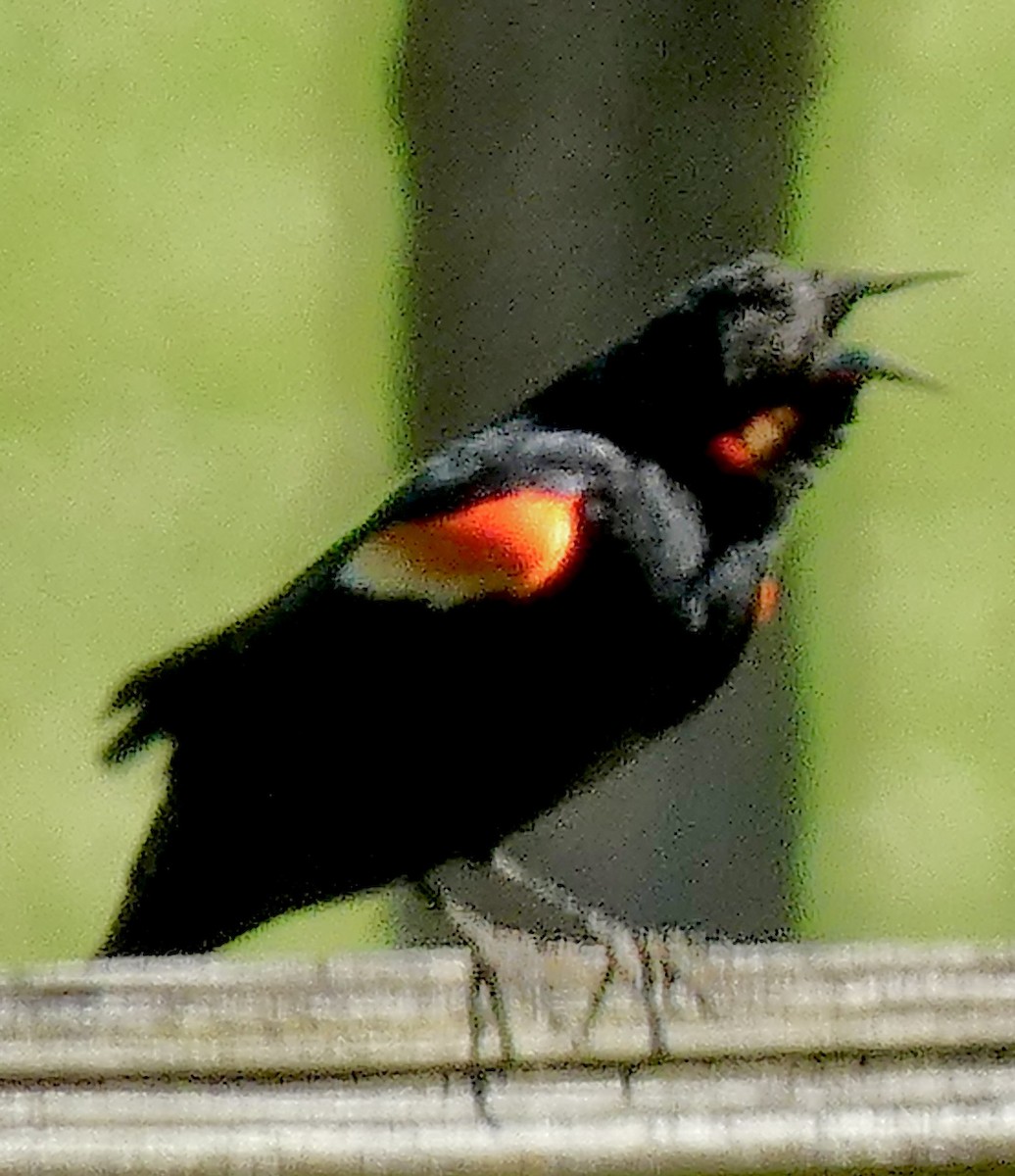 Red-winged Blackbird - ML620209911