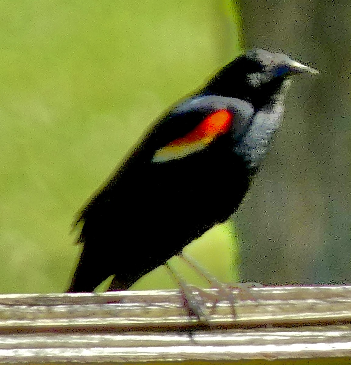 Red-winged Blackbird - ML620209912